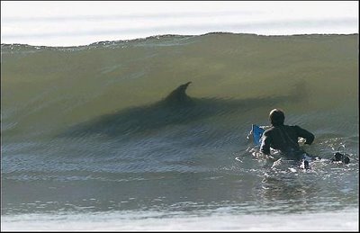 surf-perigoso
